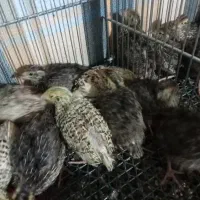 جوجه بلدرچین ۳۰ روزه