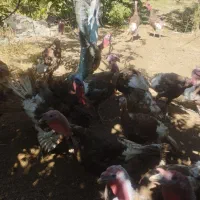 بوقلمون بومی|حیوانات مزرعه|بیلوار, |دیوار