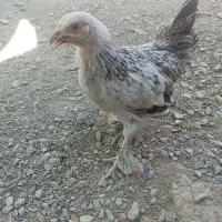 جوجه مرغ و خروس برهما ۳ ماهه