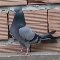 کبوتر