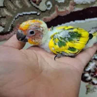 طوطی خورشیدی پشت زرد