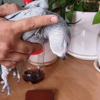 کاسکو پر صحبت باهوش درشت شاه تخم زیبا|پرنده|تهران, اسکندری|دیوار