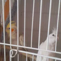 جوجه عروس هلندی