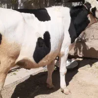 گاو گوساله  شکم اول  سیمینتال  اصل جنس