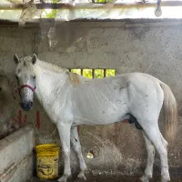 اسب باری