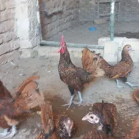 جوجه سبرایت گلد