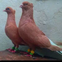 کبوتر. کفتر