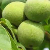 فروش محصول گردو ۶۰ درخت