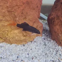 ماهی شارک دم قرمز اصلی لجن خوار