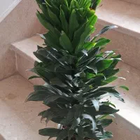 گل کامپکت اناناسی بسیار سالم وسرحال