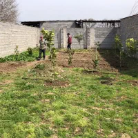 زمین|فروش زمین و ملک کلنگی|قائم‌شهر, |دیوار