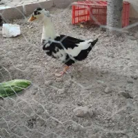 اردک