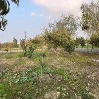 ویلا-باغ-مرکبات-600-متری-باسند-عرصه-اعیان-4قواره