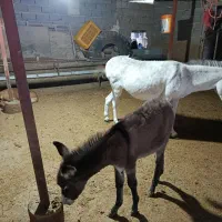 شیر الاغ شیر خر