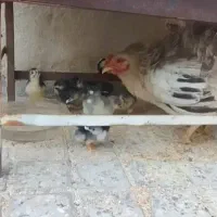 معاوضه مرغ گلین و لری با بوقلمون