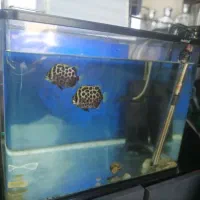 آکواریوم شیشه خم با ماهی