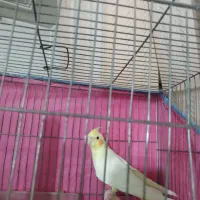 عروس هلندی نرو ماده شیش ماه قناری سهر|پرنده|قم, ولیعصر|دیوار