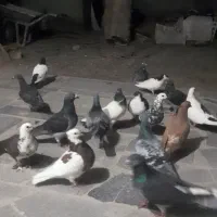 فروش تداد20 عدد کبوتر
