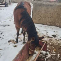 اسب|اسب و تجهیزات اسب‌سواری|ابهر, |دیوار