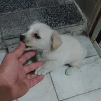 واگذاری سگ آشپیتز نر|سگ|ری, اقدسیه|دیوار