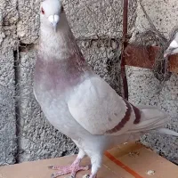 سرور شامی پیازی کرم جفتی|پرنده|وحدتیه, |دیوار