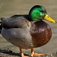 متن رابخوانید