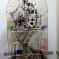 کلکسیون فنچ سانان با قفس تزئین شده