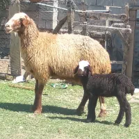 یک گوسفند جوان بره دار تمیز  و چاق و درشت