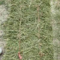یونجه ( عمده و خرده)
