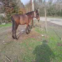 قاطر|حیوانات مزرعه|اسالم, |دیوار