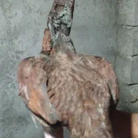 دو تا خروس پرمرغی