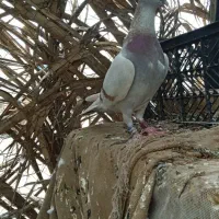 کبوتر پلاکی عراق ماده