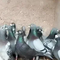 کفتر پلاکی 40تا|پرنده|قم, هفت تیر|دیوار