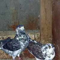 کبوتر سالم 150|پرنده|آستانه اشرفیه, |دیوار