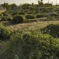 یونجه‌کوبیده‌شده