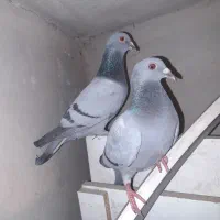 پلاکی نر و ماده