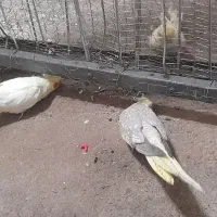 عروس هلندی و مرغ عشق|پرنده|پیرانشهر, |دیوار