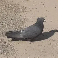 کبوتر زاغ آبادانی پرشی اصل