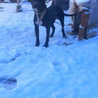 پیتبول نر|سگ|فاروج, |دیوار