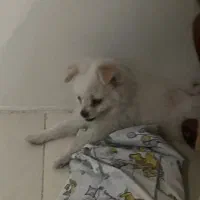 فروش سگ پامر اشپیتز