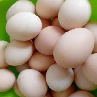 تخم مرغ محلی