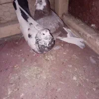 کفتر گوره دونه ۲۵۰|پرنده|نهاوند, |دیوار