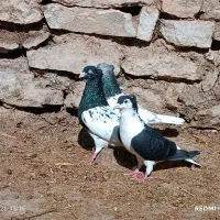 کفتر|پرنده|چناران, |دیوار