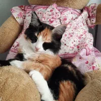 واگذاری گریه