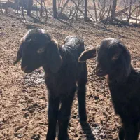 باعرض  سلام دوعدد بره ماده افشاری سالم وسرحال...|حیوانات مزرعه|هرسین, |دیوار