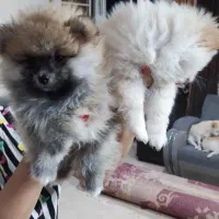 پامر خرسی|سگ|شیراز, انجیره|دیوار