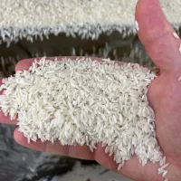 برنج میانه(ممان) با ضمانت و به شرط