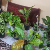 گیاهان آپارتمانی و زینتی