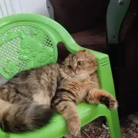 اسکاتیش فولد لانگ هیر|گربه|قم, بنیاد|دیوار