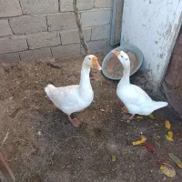 قو غاز